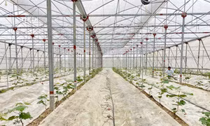 Mô hình sản xuất nông nghiệp công nghệ cao trong nhà màng của Hợp tác xã Nga Hải ở xã Xuân Mỹ, huyện Nghi Xuân(Hà Tĩnh). Ảnh: Hữu Quyết - TTXVN