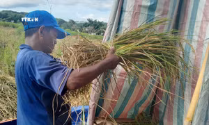Người dân vùng biên giới huyện Bù Gia Mập (Bình Phước) thu hoạch lúa trồng trên cạn xen cây điều, cao su. Ảnh: K GỬIH-TTXVN