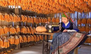 Nhà ngô Màng Mủ của gia đình anh Giàng A Súa, xã Mồ Dề, huyện Mù Cang Chải (Yên Bái) là điểm check-in ấn tượng với nhiều du khách. Ảnh: TTXVN phát