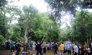 Thi hái xoài tại ngày hội. Ảnh: Quang Quyết - TTXVN