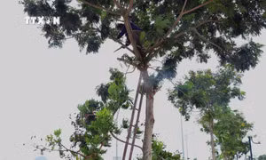 Người dân huyện Vân Đồn (Quảng Ninh) chặt, tỉa cành cây trước khi bão số 3 đổ bộ. Ảnh: Thanh Vân - TTXVN