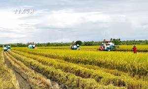 Thu hoạch lúa chất lượng cao tại Sóc Trăng. Ảnh: Trung Hiếu - TTXVN
