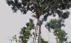 Người dân huyện Vân Đồn (Quảng Ninh) chặt, tỉa cành cây trước khi bão số 3 đổ bộ. Ảnh: Thanh Vân - TTXVN