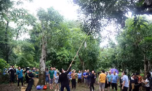 Thi hái xoài tại ngày hội. Ảnh: Quang Quyết - TTXVN