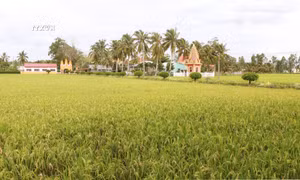 Bà con vùng đồng bào dân tộc Khmer tỉnh Sóc Trăng đẩy mạnh chuyển đổi giống lúa từ cao sản thành đặc sản để tăng thu nhập mang lại lợi nhuận cao. Ảnh: Tuấn Phi - TTXVN