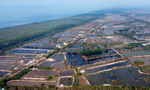 Nuôi tôm dưới tán rừng giúp đồng bào dân tộc Khmer ở xã Long Vĩnh, huyện Duyên Hải (Trà Vinh) có thu nhập ổn định, góp phần cùng cộng đồng bảo vệ, phát triển rừng ngập mặn, tạo môi trường sinh thái bền vững vùng ven biển. Ảnh: An Hiếu
