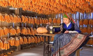 Nhà ngô Màng Mủ của gia đình anh Giàng A Súa, xã Mồ Dề, huyện Mù Cang Chải (Yên Bái) là điểm check-in ấn tượng với nhiều du khách. Ảnh: TTXVN phát
