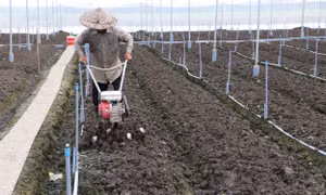 Làm đất chuẩn bị xuống giống rau cải ở Hợp tác xã rau quả Long Thuận, thị xã Gò Công (Tiền Giang). Ảnh: Minh Trí - TTXVN