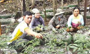 Nhiều hộ đồng bào dân tộc Xê-đăng ở xã Măng Ri, huyện Tu Mơ Rông (Kon Tum) thoát nghèo nhờ trồng sâm Ngọc Linh. Ảnh: Văn Phương