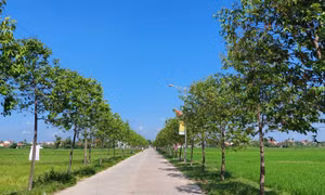 Tuyến đường nông thôn mới xanh sạch đẹp ở xã Diễn Yên, huyện Diễn Châu (Nghệ An). Nguồn ảnh minh họa: dbndnghean.vn