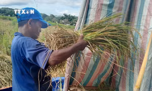 Người dân vùng biên giới huyện Bù Gia Mập (Bình Phước) thu hoạch lúa trồng trên cạn xen cây điều, cao su. Ảnh: K GỬIH-TTXVN