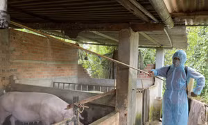 Tiến hành phun tiêu độc khử trùng khu vực chăn nuôi của các hộ dân trên địa bàn huyện Cư Kuin (Đắk Lắk). Ảnh: baodaklak.vn