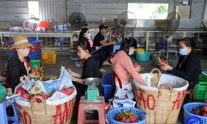 Thu mua thanh long ở huyện Chợ Gạo, vùng chuyên canh trồng thanh long lớn nhất tỉnh Tiền Giang. Nguồn ảnh minh họa: tiengiang.gov.vn