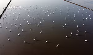 Đàn cò tìm thức ăn trên cánh đồng gần vùng đệm của Vườn Quốc gia Tràm Chim, thuộc huyện Tam Nông (Đồng Tháp). Ảnh: Nhựt An - TTXVN