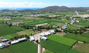 Làng nho Thái An ở xã Vĩnh Hải, huyện Ninh Hải với những vườn nho xanh mướt trải dài ngút tầm mắt. Ảnh: Nguyễn Thành - TTXVN