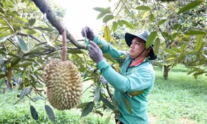 Nông dân cột cành sầu riêng để đề phòng mưa to, gió lớn làm gãy cành, rụng trái. Ảnh: Hoài Thu - TTXVN