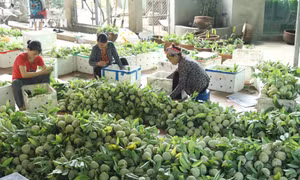 Na Chi Lăng được đóng gói bảo quản vào thùng xốp sau khi thu hái tập trung để gửi đến các nơi tiêu thụ. Ảnh: Quang Duy - TTXVN