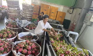 Chọn và đóng gói thanh long tại một hộ thành viên hợp tác xã ở huyện Châu Thành (Long An). Ảnh: Đức Hạnh - TTXVN