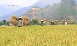 Mùa vàng bội thu trên cánh đồng lúa Mường Than. Ảnh: Nguyễn Oanh - TTXVN