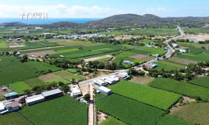 Làng nho Thái An ở xã Vĩnh Hải, huyện Ninh Hải với những vườn nho xanh mướt trải dài ngút tầm mắt. Ảnh: Nguyễn Thành - TTXVN