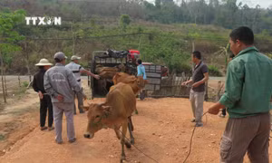 Người dân nghèo tại xã Ia Dom, huyện vùng biên Ia H’Drai (Kon Tum) nhận bò hỗ trợ. Ảnh: Dư Toán – TTXVN