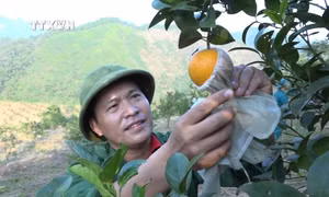 Sản phẩm cam tại trang trại của Kỹ sư nông nghiệp Nông Kim Ngọc ở xã Xuân Long, huyện Yên Bình (Yên Bái) được nhiều khách hàng ưa chuộng sử dụng. Ảnh: Việt Dũng - TTXVN