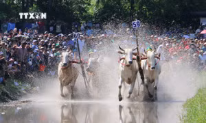 Tưng bừng Hội đua bò Bảy Núi An Giang
