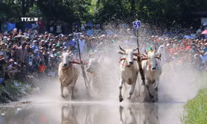 Tưng bừng Hội đua bò Bảy Núi An Giang