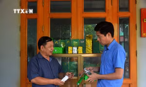 Thu hoạch chè i. Ảnh: TTXVN phát 
