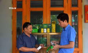 Thu hoạch chè i. Ảnh: TTXVN phát 