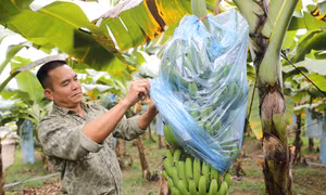 Thái Nguyên nhân rộng vùng quả ngọt
