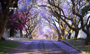Bình minh rực rỡ sắc tím hoa Jacaranda ở thủ đô Pretoria, Nam Phi 