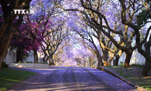 Bình minh rực rỡ sắc tím hoa Jacaranda ở thủ đô Pretoria, Nam Phi 