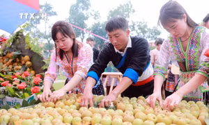 Đặc sắc ngày hội hái lê vùng cao Giang Ma