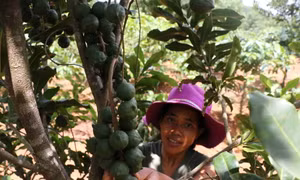 Đắk Nông: phát triển các mô hình giúp bà con dân tộc thiểu số vươn lên thoát nghèo bền vững