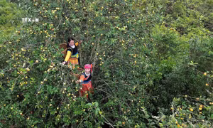  Mùa thu hoạch sơn tra ở huyện Bắc Yên