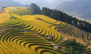 Rực rỡ mùa vàng ở vùng cao Mù Cang Chải 