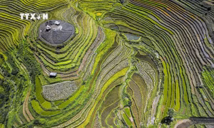 Mùa lúa chín trên những thửa ruộng bậc thang Miền Đồi 