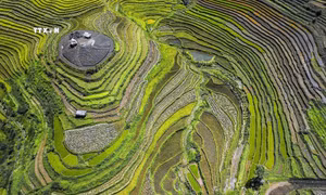 Mùa lúa chín trên những thửa ruộng bậc thang Miền Đồi 