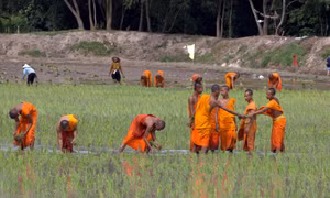 Cấy mạ ruộng chùa