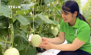 Làm giàu từ mô hình sản xuất nông nghiệp hữu cơ tại Quảng Trị 