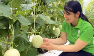 Làm giàu từ mô hình sản xuất nông nghiệp hữu cơ tại Quảng Trị 