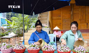 Mùa thu hoạch mận ở Nà Tấu
