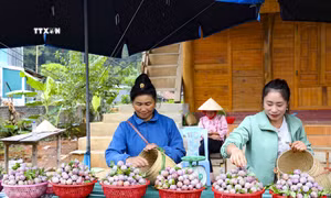 Mùa thu hoạch mận ở Nà Tấu