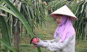 Biến đất bạc màu thành vùng cây ăn quả trù phú