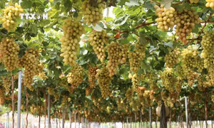 Làng nho Thái An sẵn sàng cho mùa cao điểm du lịch 