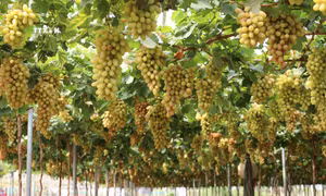 Làng nho Thái An sẵn sàng cho mùa cao điểm du lịch 