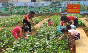 Hiệu quả mô hình vườn rau sạch cho trẻ mầm non ở Ninh Bình