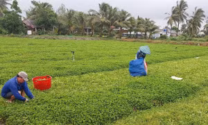 Bạc Liêu nhân rộng mô hình giảm nghèo bền vững