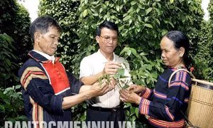 Cán bộ nông nghiệp huyện Chư Sê hướng dẫn đồng bào dân tộc ở xã Ia Tiêm phương pháp chăm sóc hồ tiêu sạch. Ảnh: Hồng Điệp